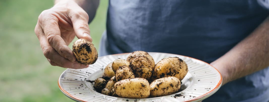 Try Swedish potatis