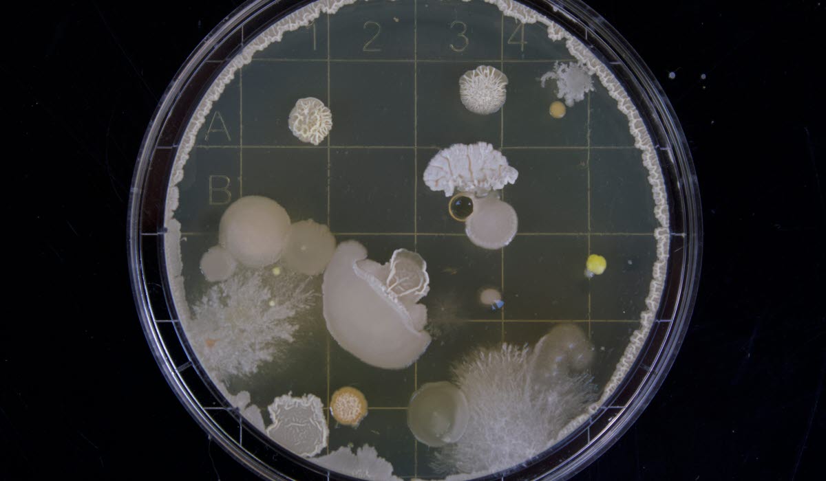 LIFE SCIENCES michael-schiffer-13UugSL9q7A-unsplas.jpg