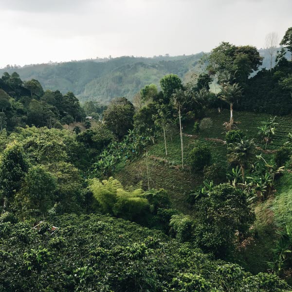 COLOMBIA_reiseuhu-2GrRlrLReQc-unsplash.jpg