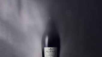 Oddbird-top-bild-1024x652