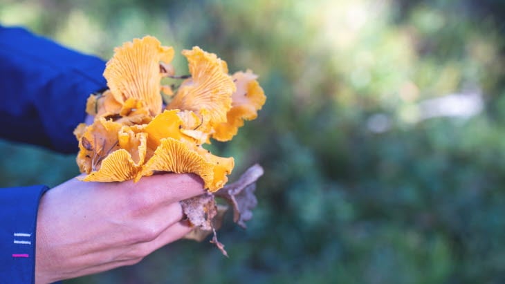 emmie_bolmstedt-foraging-12809