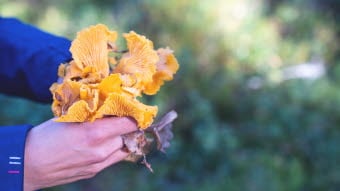 emmie_bolmstedt-foraging-12809