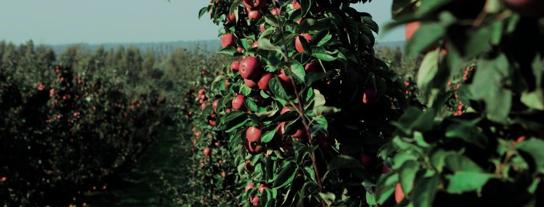 Try Swedish Apples-CMYK