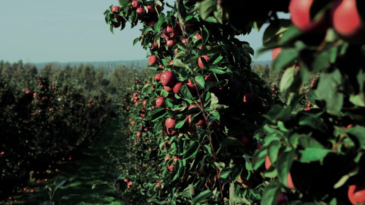 Try Swedish Apples-CMYK