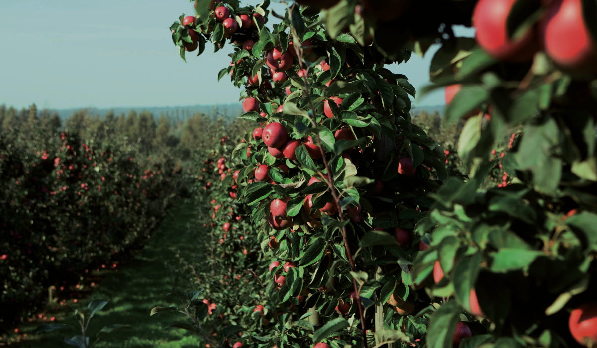 Try Swedish Apples-CMYK.jpg