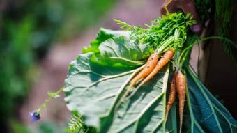 simon_paulin-growing_food-5796 (2)