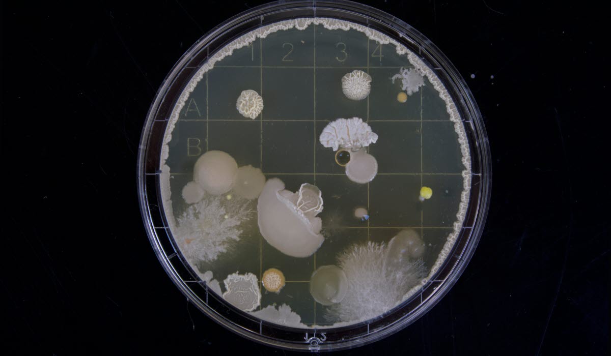 LIFE SCIENCES michael-schiffer-13UugSL9q7A-unsplas.jpg