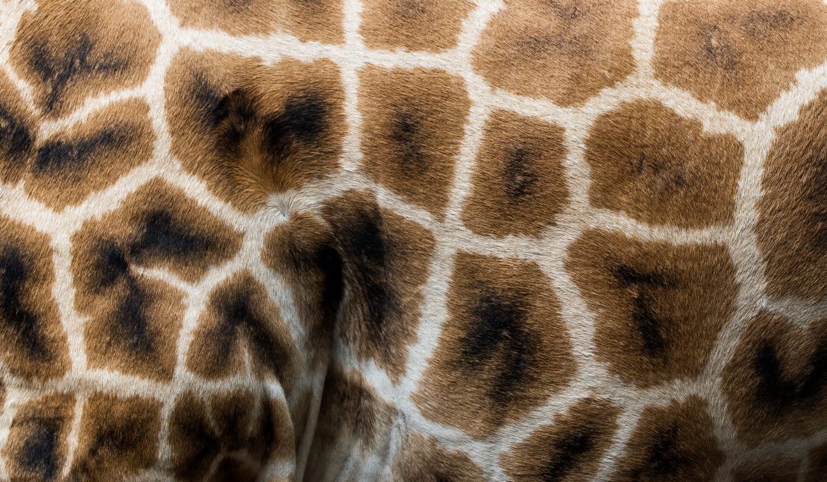 KENYA david-clode-WLig6zy_lKw-unsplash.jpg